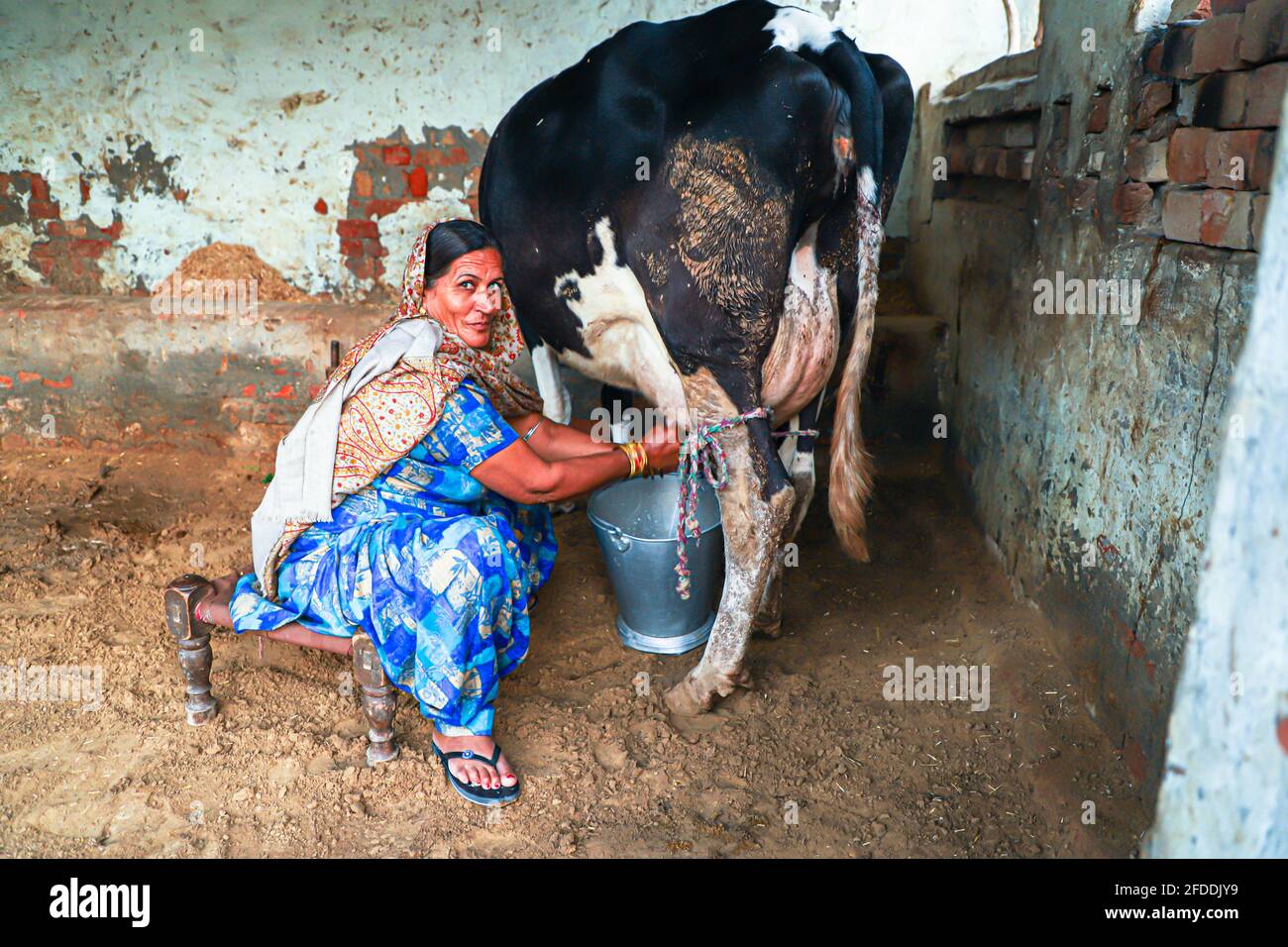 Women Milked Like Cow