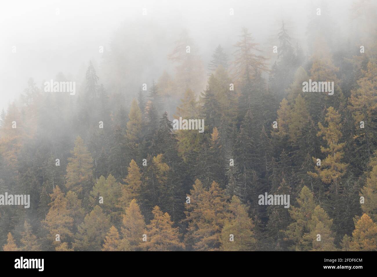 Orange Autumn Larch trees forest with fog above Stock Photo