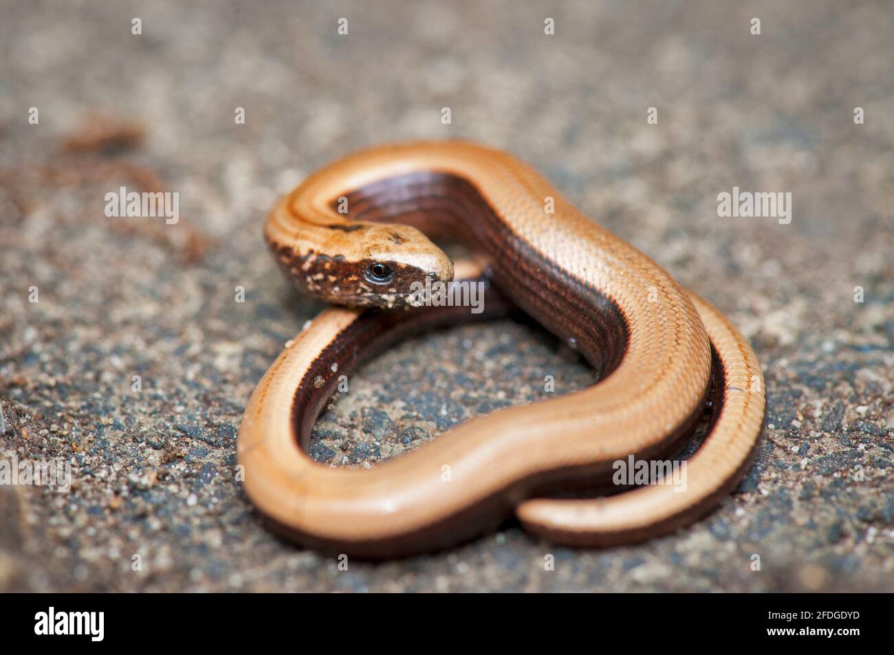 Small Blindworm basking on a rock. Stock Photo