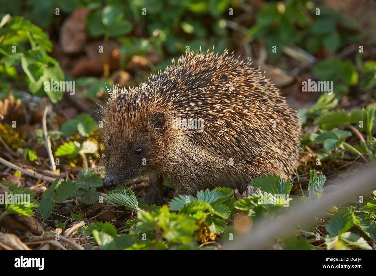 Ein junger Igel nach dem Winterschlaf im Garten Stock Photo Alamy