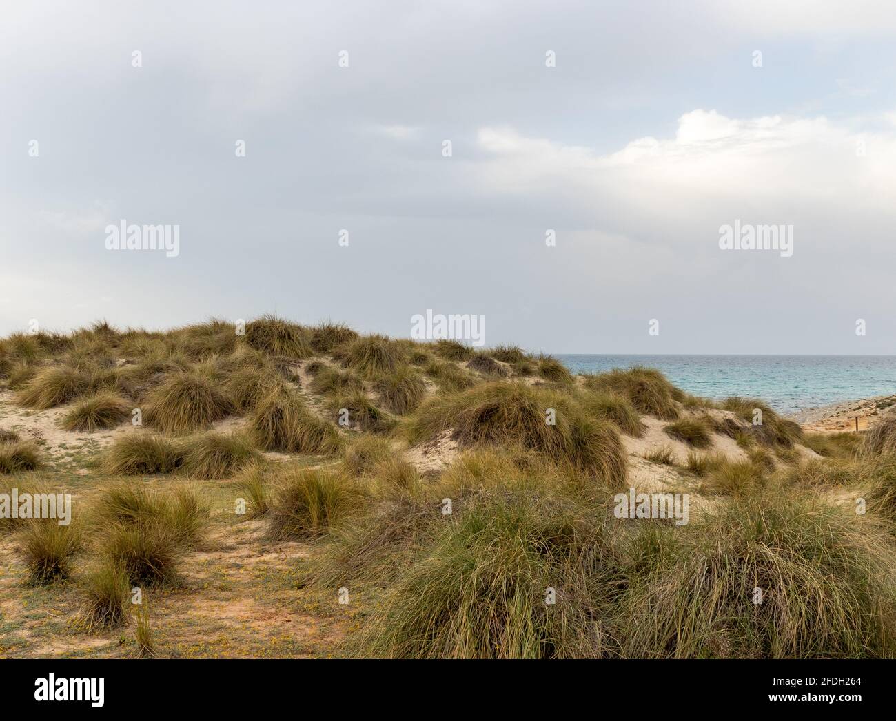 Grass on dunes at cala mesquida beach in mallorca in spring, spain. Nature preservation and protection area Stock Photo