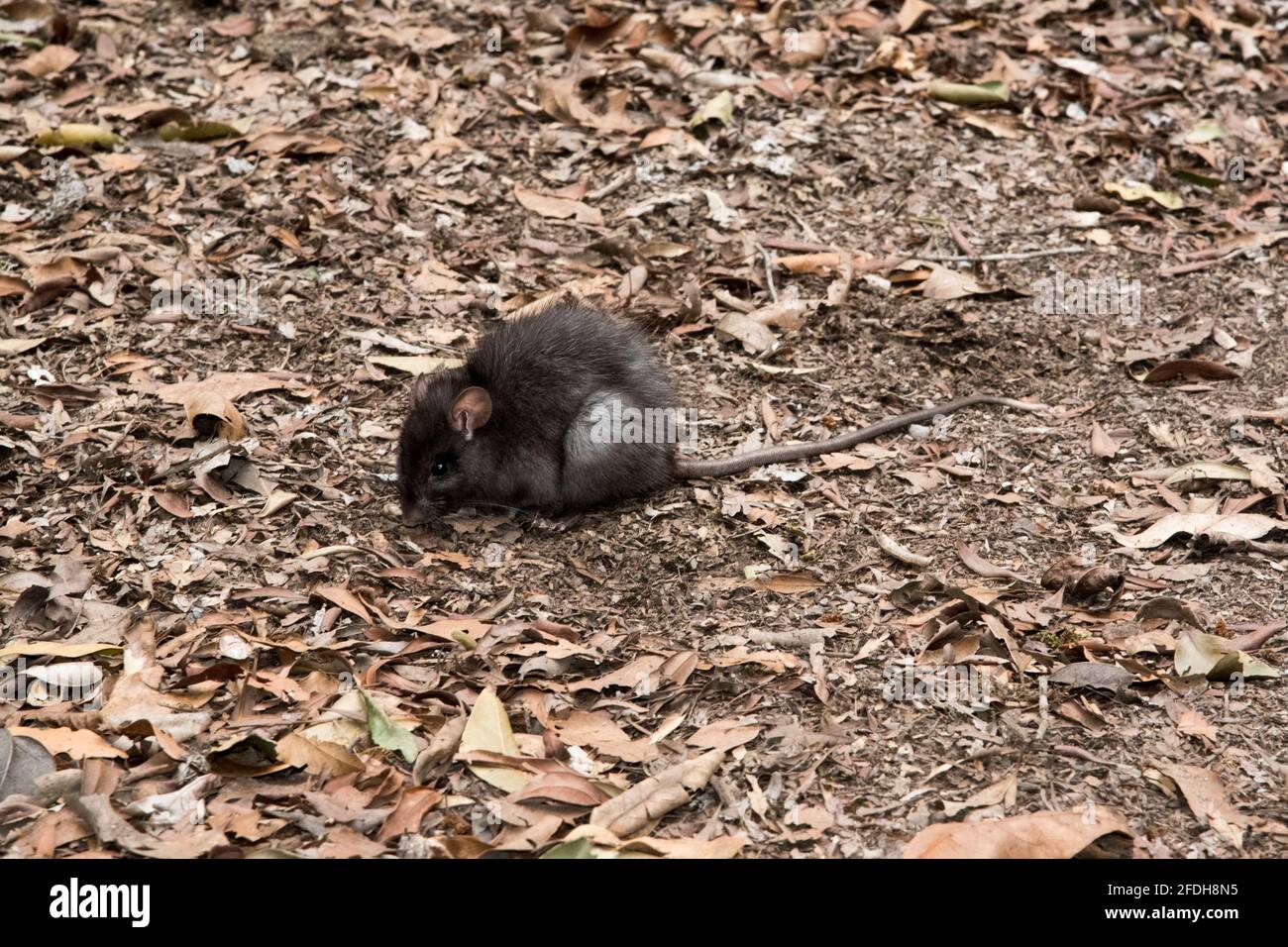 Rato Gigante Protestante Do Lado Da Estrada Fotografia Editorial - Imagem  de velho, planta: 198937562