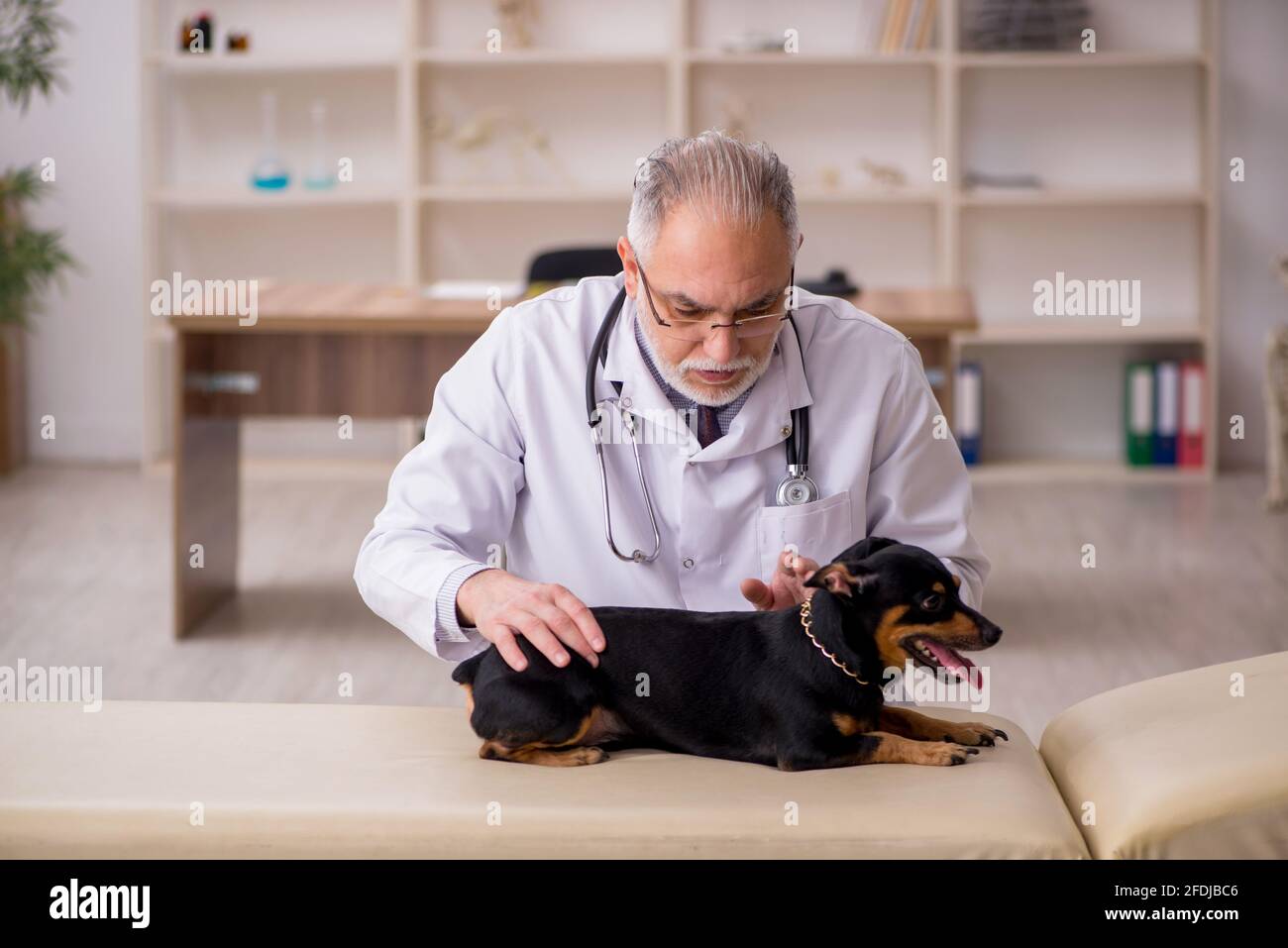 Old vet doctor examining dog in the clinic Stock Photo
