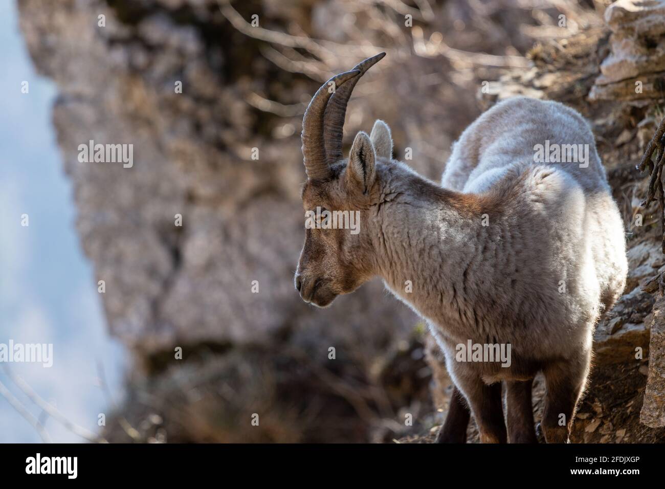 Alpine ibex Capra ibex on the rocks. It is also known as steinbock or bouquetin. Stock Photo