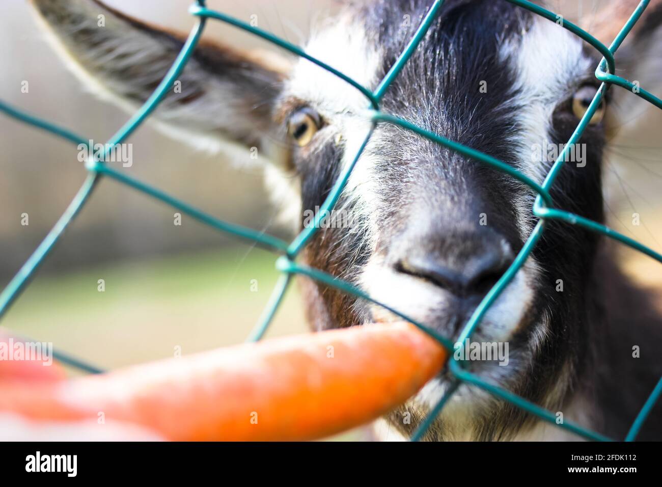 Feeding a goat with a carrot . Funny picture of a gray goat in a zoo eating