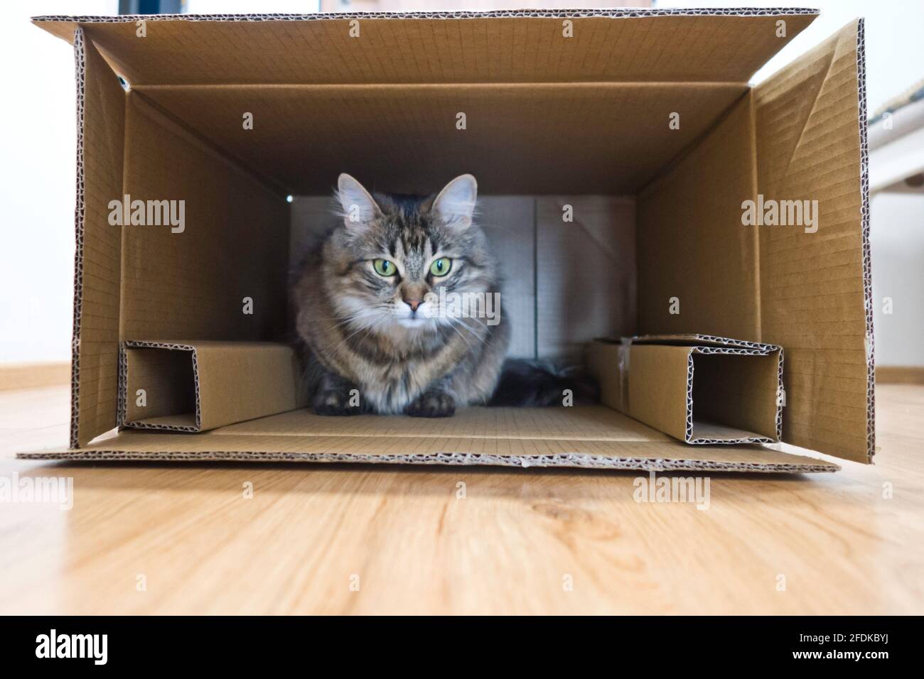 domestic cat inside a cardboard box Stock Photo Alamy