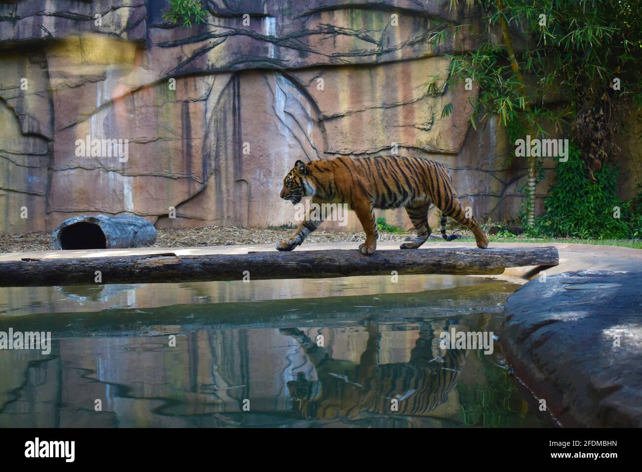 Tiger crossing water on Stem Stock Photo