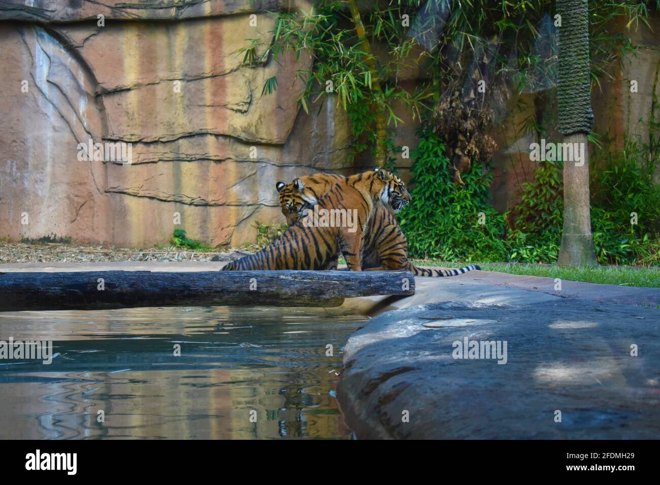 Two Tigers next to Water Stock Photo