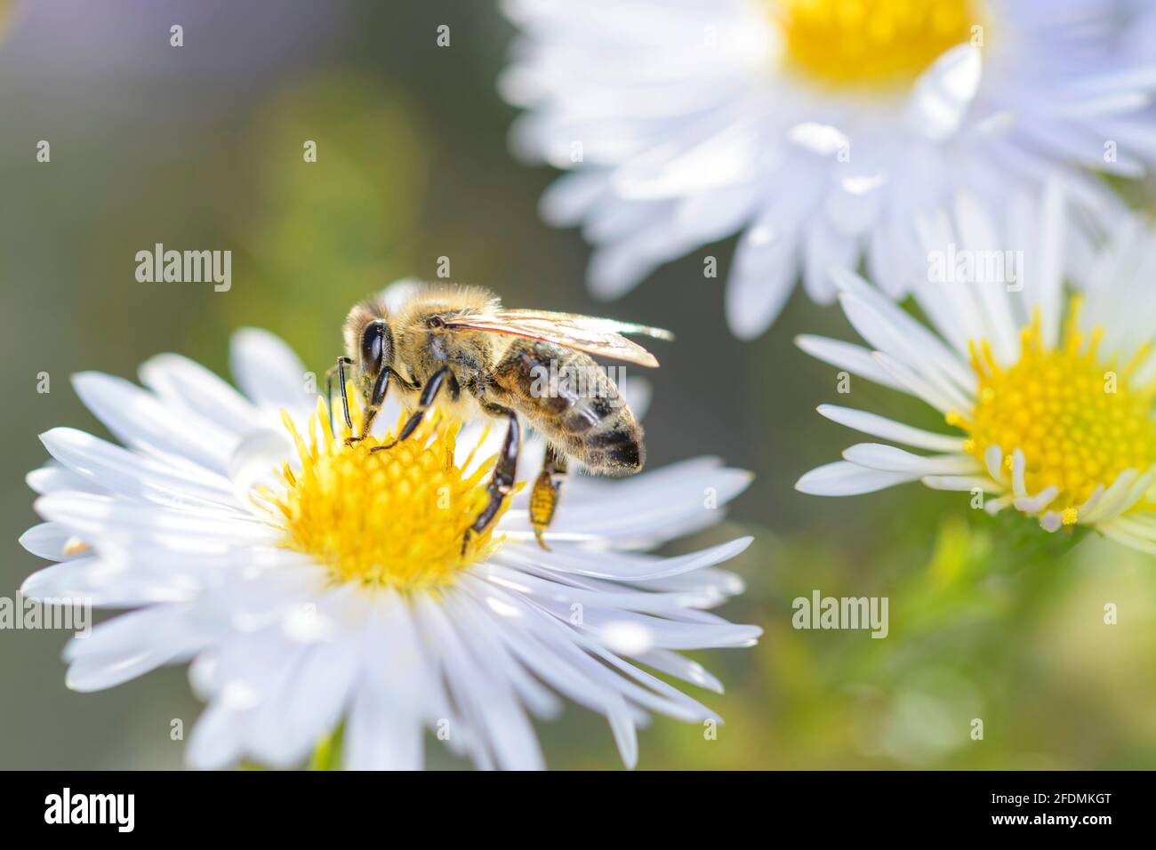 Bee - Apis mellifera - pollinates a blossom of the New York aster - Symphyotrichum novi-belgii Stock Photo