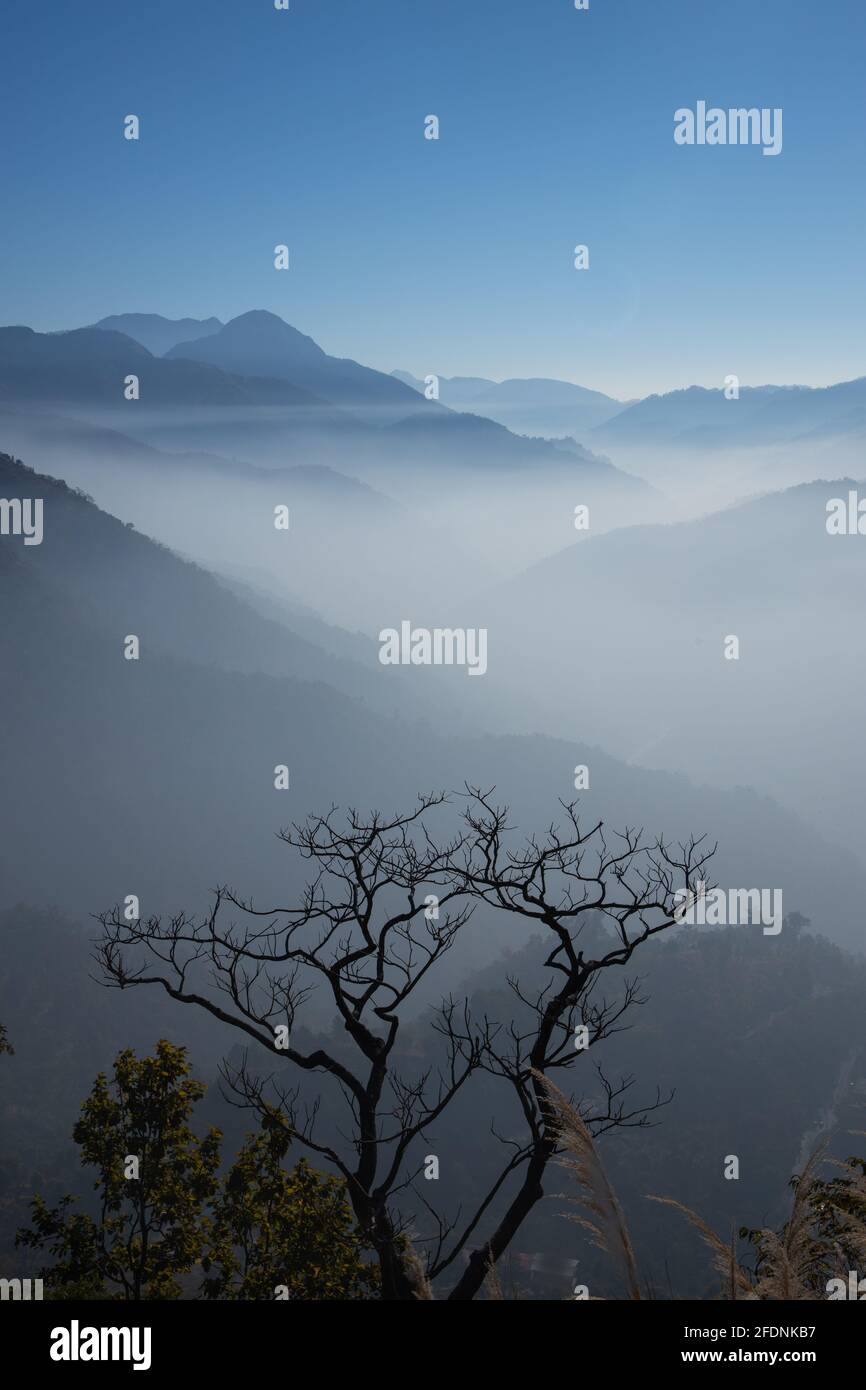 A view of mountain ranges with clear blue sky in the background and mist in the valley and a tree and dry grass in the foreground Stock Photo