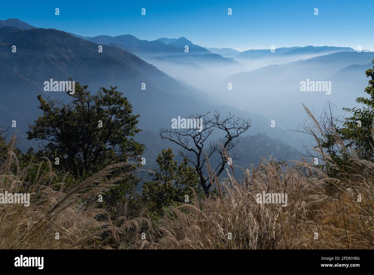 A panoramic Landscape view of mountain ranges with clear blue sky in the background and mist in the valley and trees and dry grass in the foreground Stock Photo