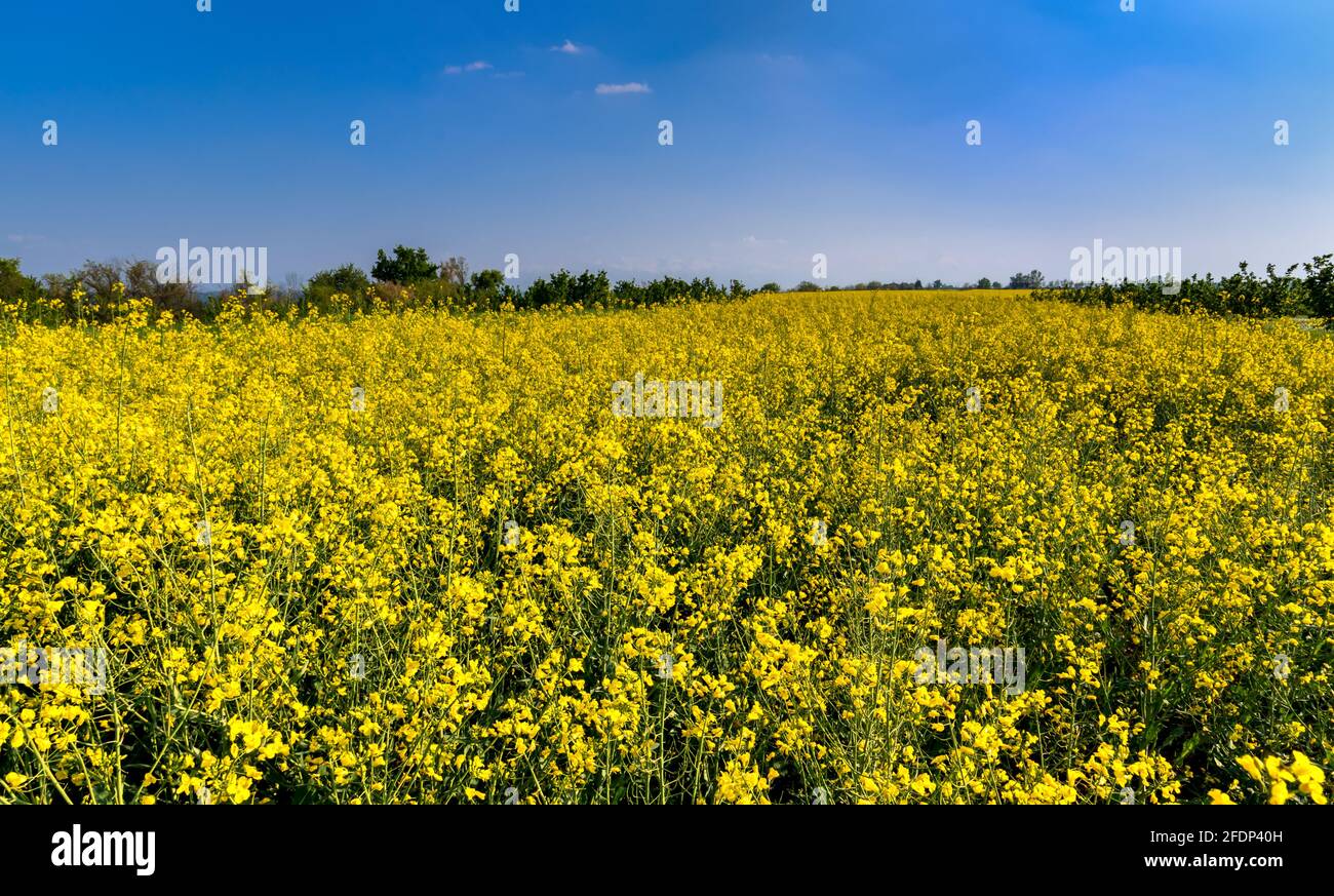 Field of rapeseed, canola or colza, springtime yellow flowering field on blu sky in Piedmont, Italy Stock Photo