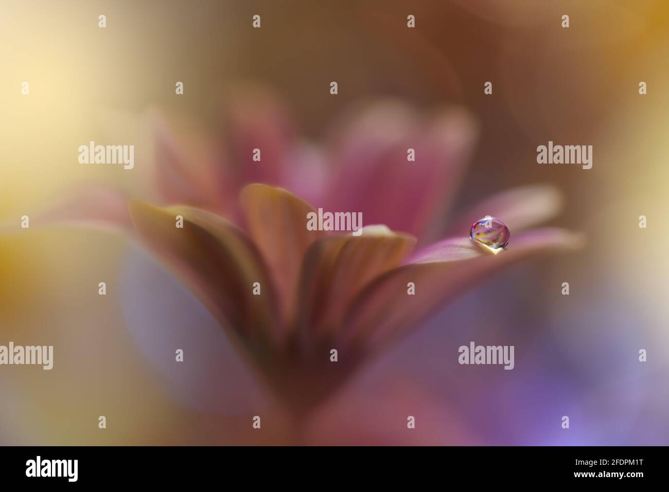 Beautiful Nature Background.Floral Art Design.Abstract Macro Photography.Violet Daisy Flower.Yellow Background.Creative Artistic Wallpaper.Water Drop. Stock Photo