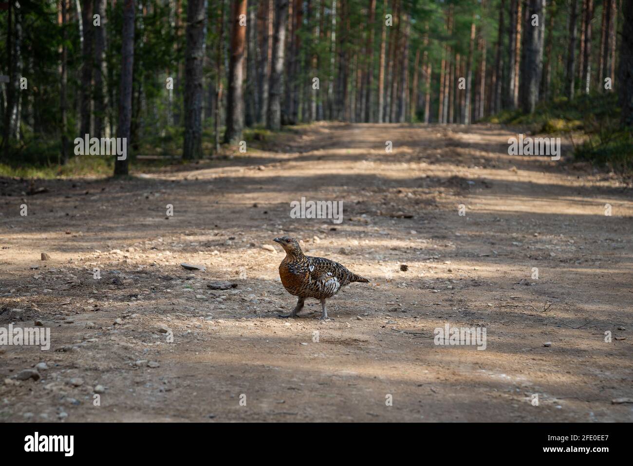 beautiful capercaillie hen on mountain forest ( Tetrao urogallus, female ). Animal photography Stock Photo