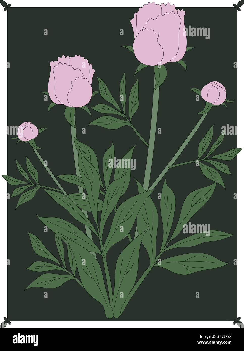 Hand drawn peony garden flower Stock Vector Image & Art - Alamy