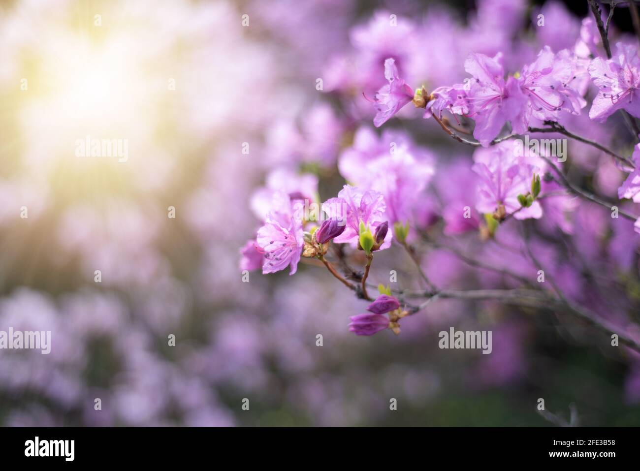 Beautiful spring and summer background with purple flowers bush and sun ...
