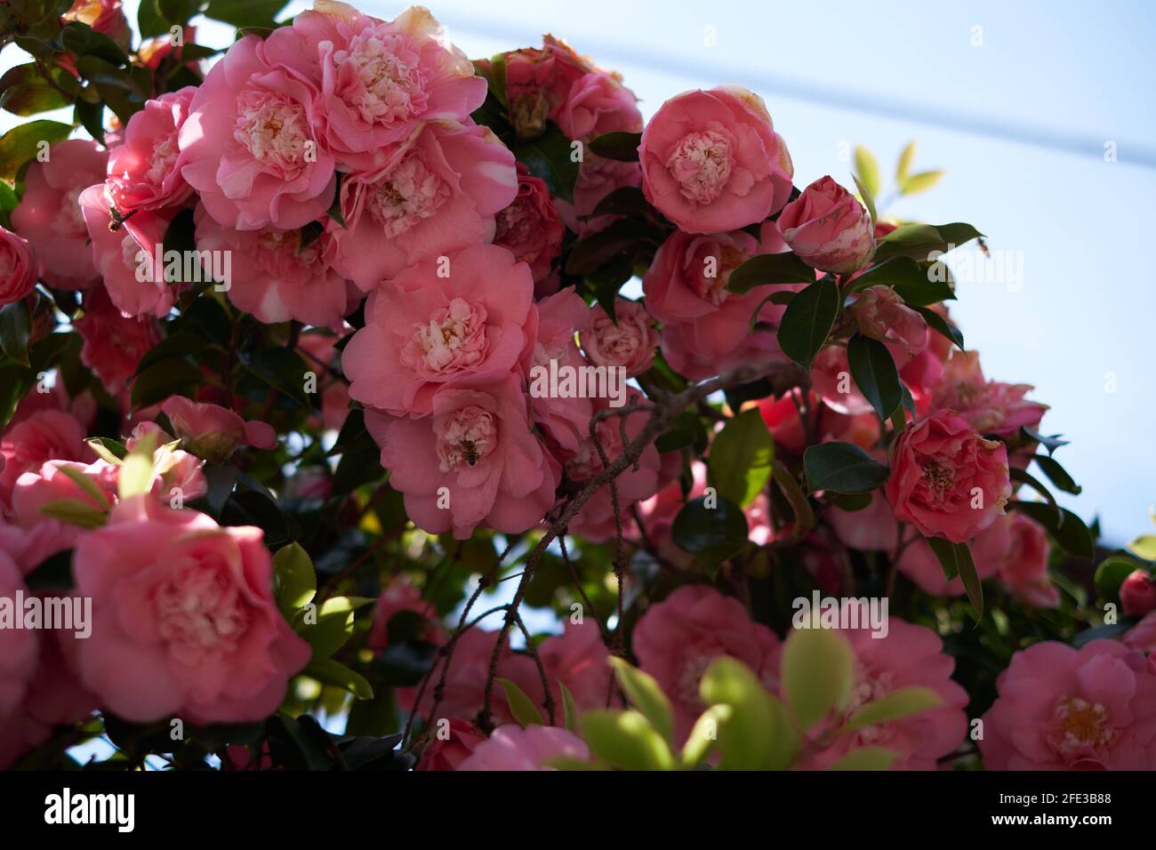 Pink roses bush in a spring time day Stock Photo - Alamy