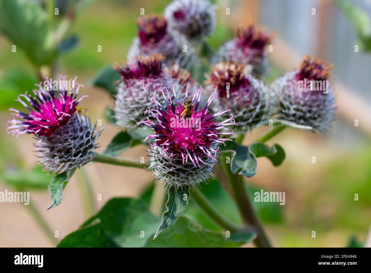 burdock from the astrocyte family with young flowering buds on a background of greenery on a bright sunny summer day. bee collects pollen Stock Photo