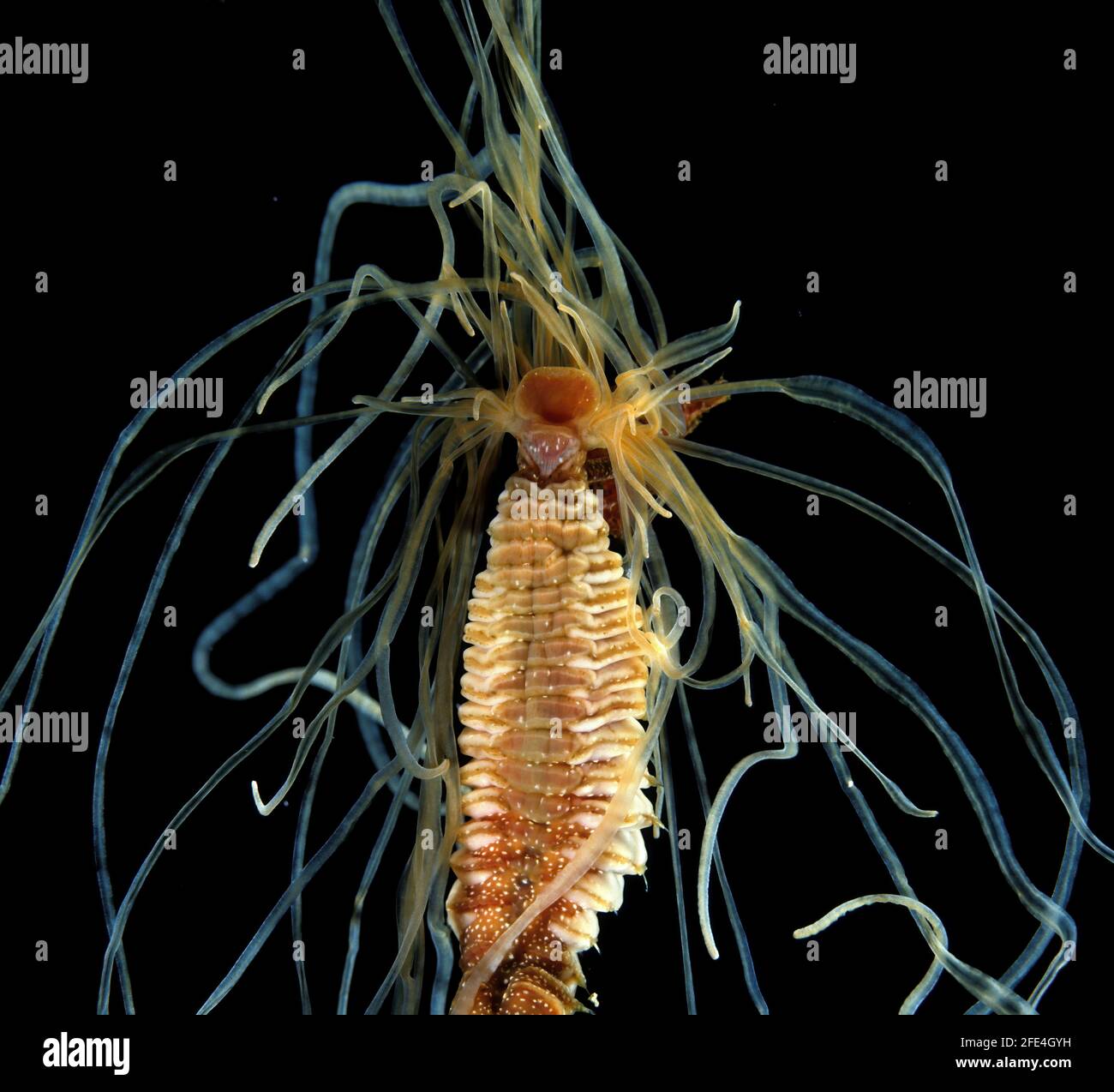 Strawberry Worm Eupolymnia Nebulosa On Aquarium Glass Is A Species Of Sedentary Marine Polychaete Worm In The Terebellidae Family It Builds A Tube Stock Photo Alamy Strawberry Worm Eupolymnia Nebulosa On Aquarium Glass Is A Species Of Sedentary Marine Polychaete Worm In The Terebellidae Family It Builds A Tube Stock Photo Alamy