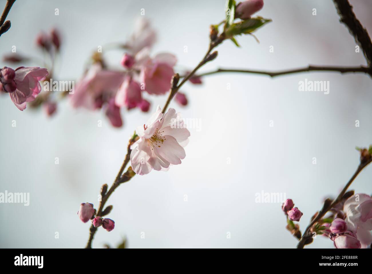 Closeup cherry blossom flower hi-res stock photography and images - Alamy