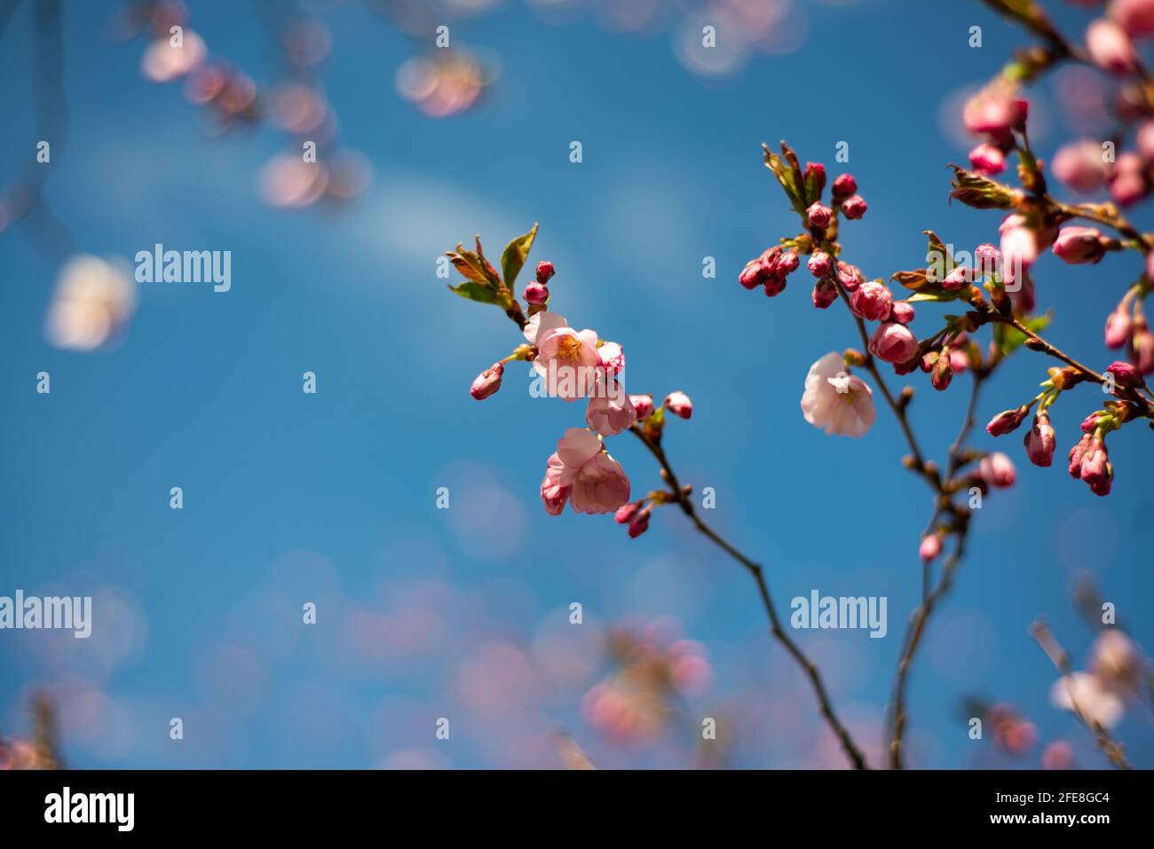 Beautiful flowering Japanese cherry Sakura. Background with flowers