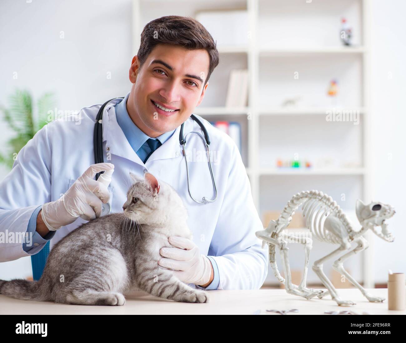 The vet examining sick cat in hospital Stock Photo Alamy