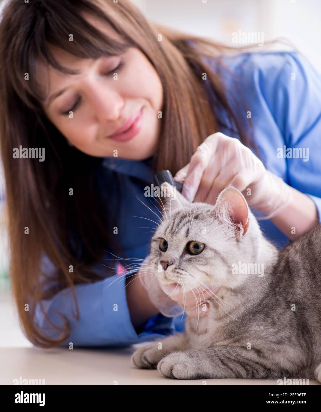 The cat being examining in vet clinic Stock Photo - Alamy
