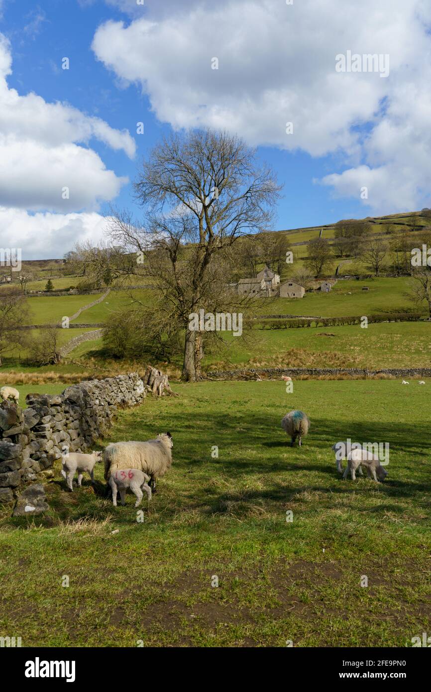 A sheep with two lambs, standing in a field with farm buildings in the distance, Nidderdale, Harrogate, North Yorkshire, Britain, United Kingdom. Stock Photo