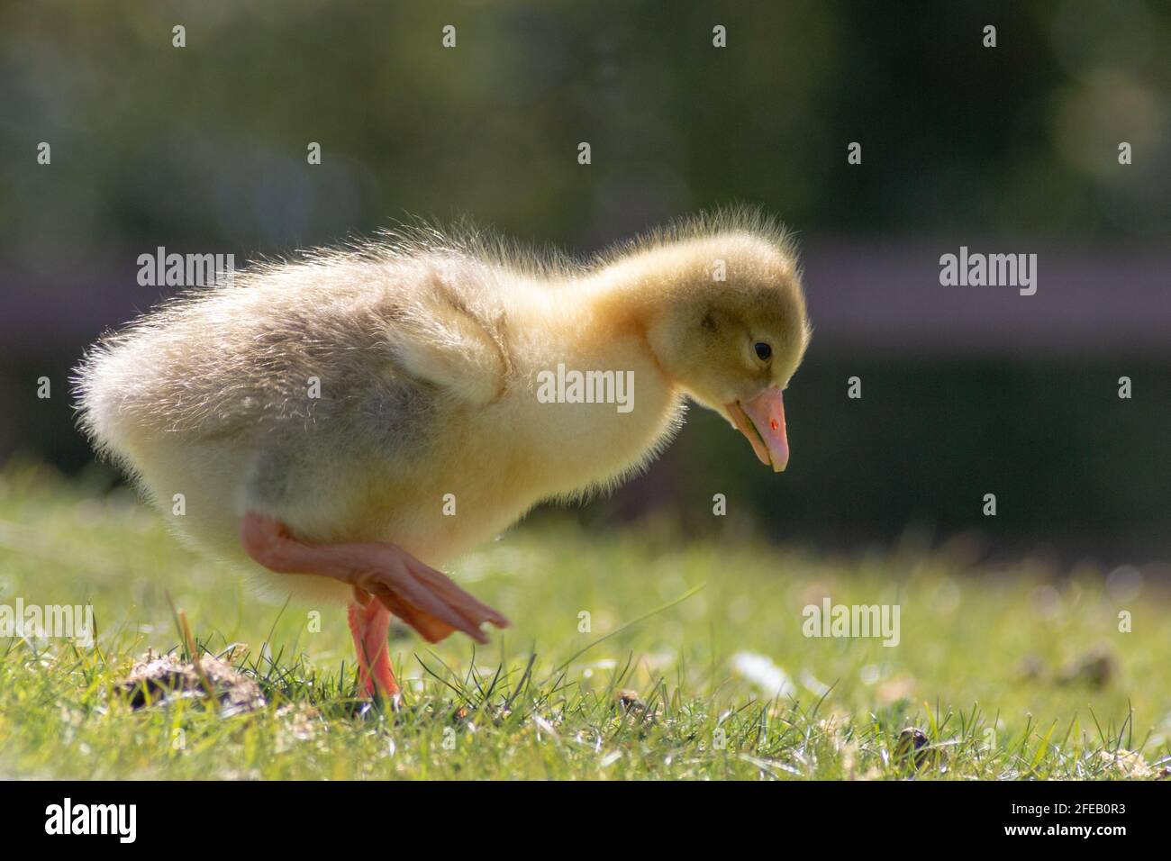 Chicks at Hanningfield reservoir, Chelmsford, Essex Stock Photo