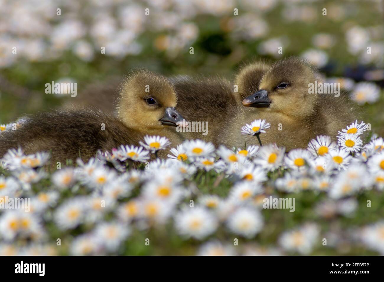 Chicks at Hanningfield reservoir, Chelmsford, Essex Stock Photo