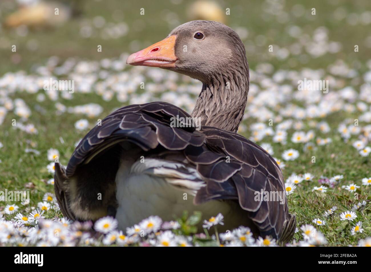 Greylag goose at Hanningfield Reservoir Stock Photo