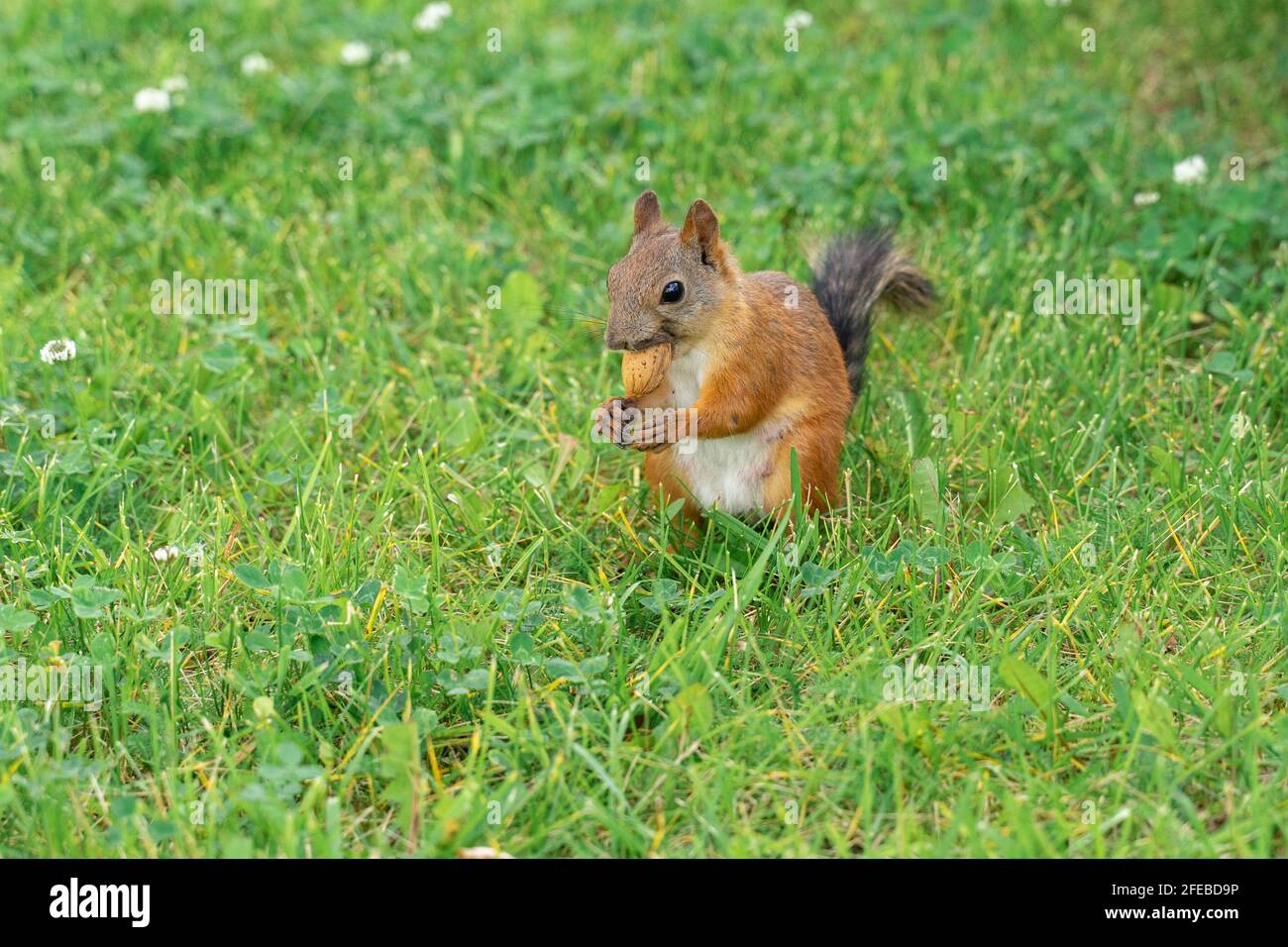 the squirrel is gnawing on the almonds in the shell. almonds are bad