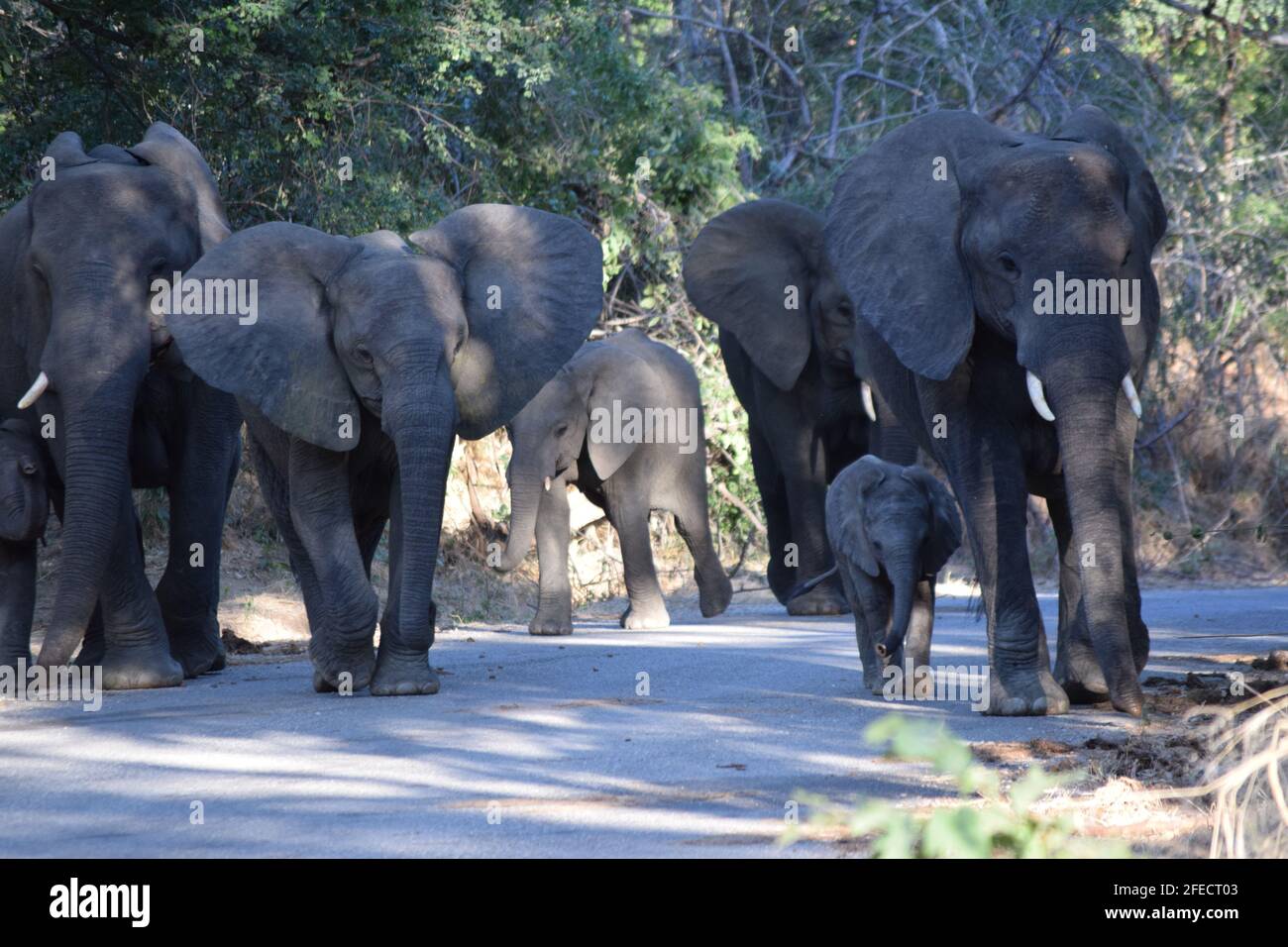 Urban Elephant Herd Stock Photo
