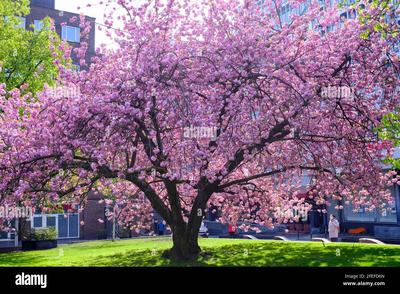 23.04.2021, Essen, Ruhrgebiet, Nordrhein-Westfalen, Deutschland - bluehender Baum in der Essener Innenstadt am Hirschlandplatz Stock Photo