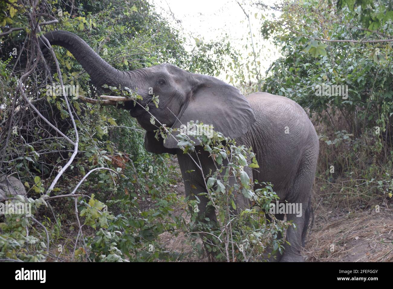 Elephant stretched out trunk hi-res stock photography and images - Alamy