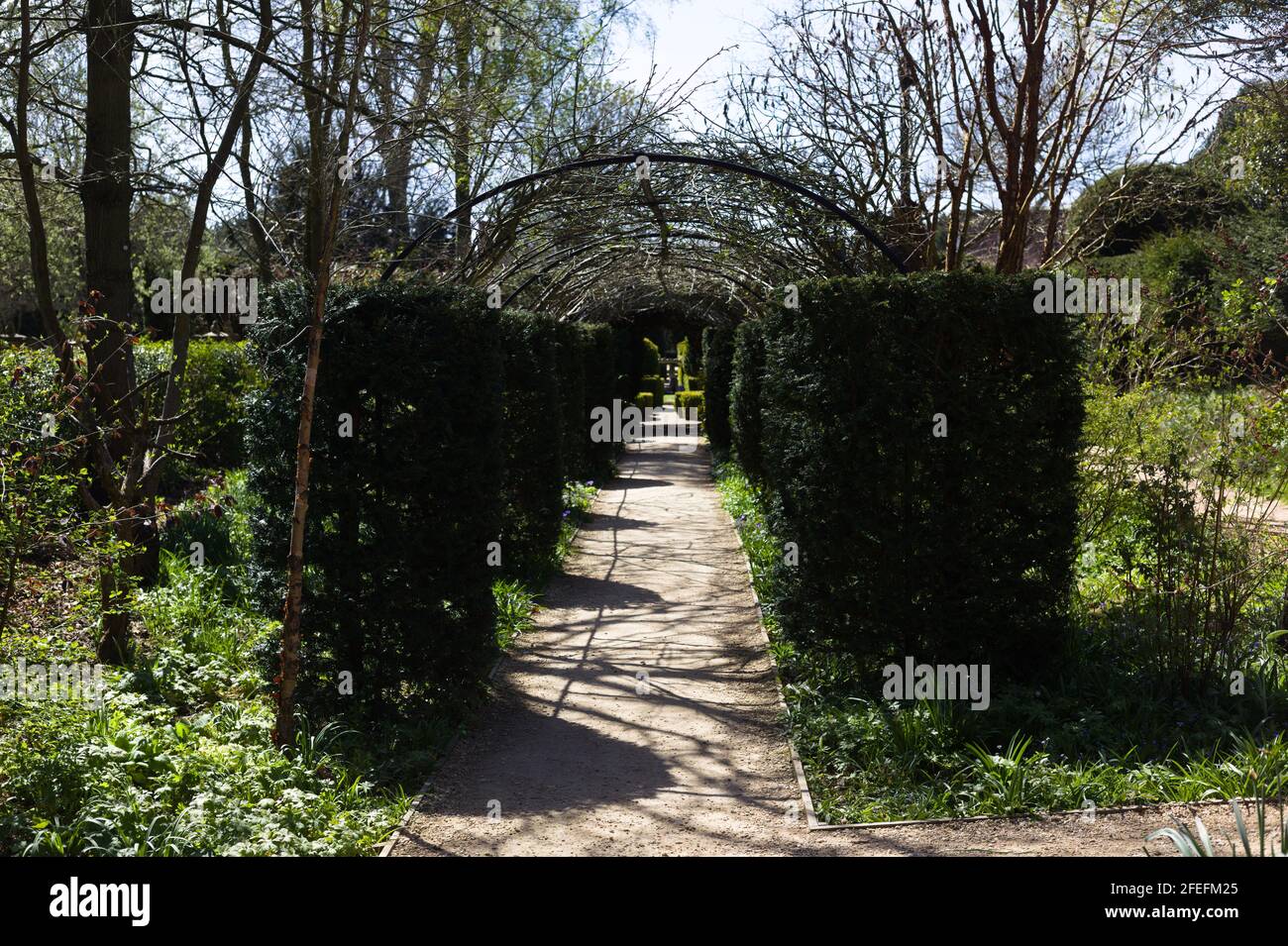 View of Charming Yew Hedging and Archways leading down into the maze at Victorian designed, Bridge End Gardens, Saffron Walden, Essex, Britain, April Stock Photo