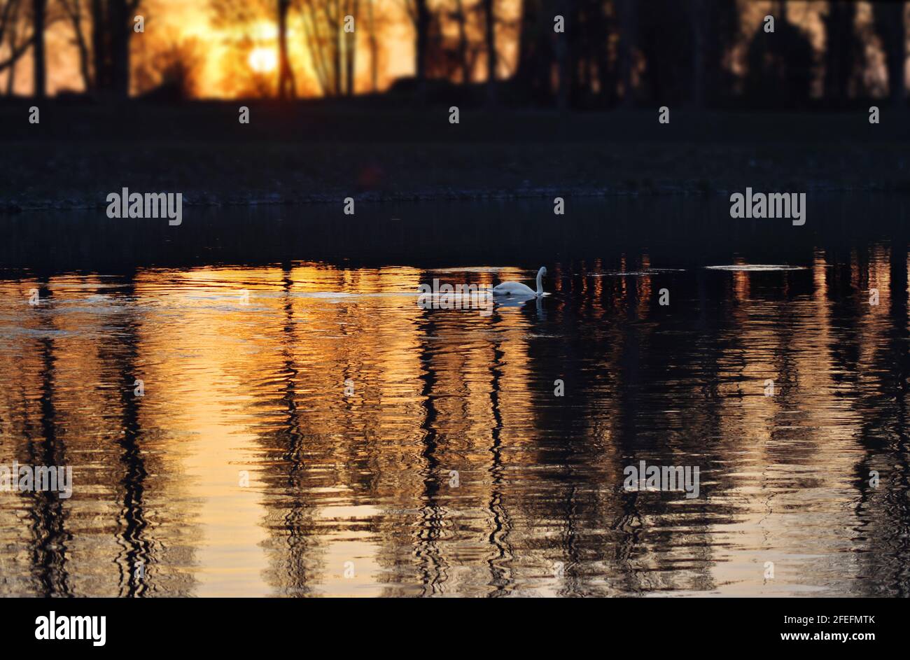 wonderful swan on the Muzza river Stock Photo - Alamy