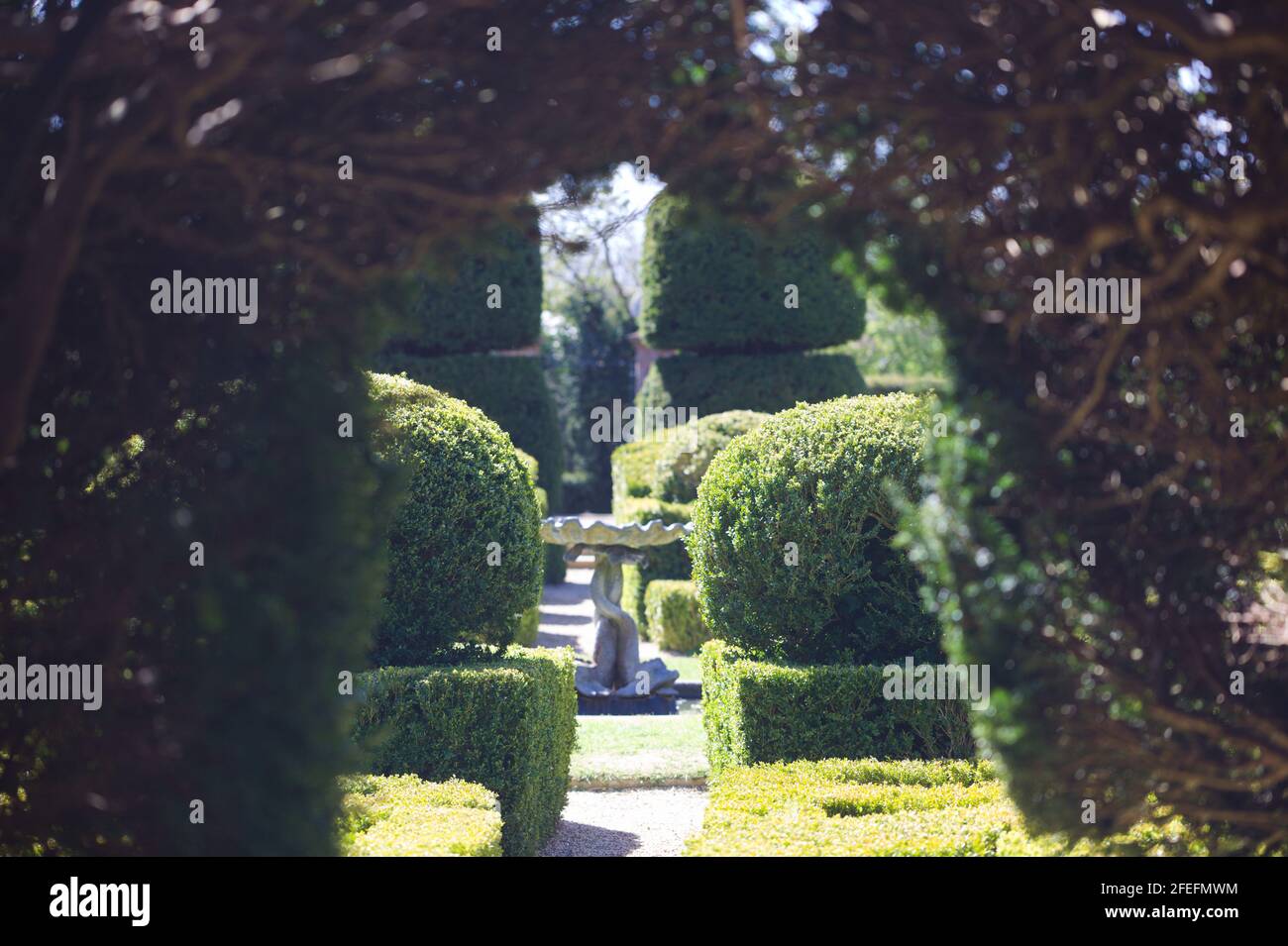 View of Stylish Yew Hedging and Topiaries leading down into the Victorian designed, Bridge End Gardens, Saffron Walden, Essex, Britain, April 2021 Stock Photo
