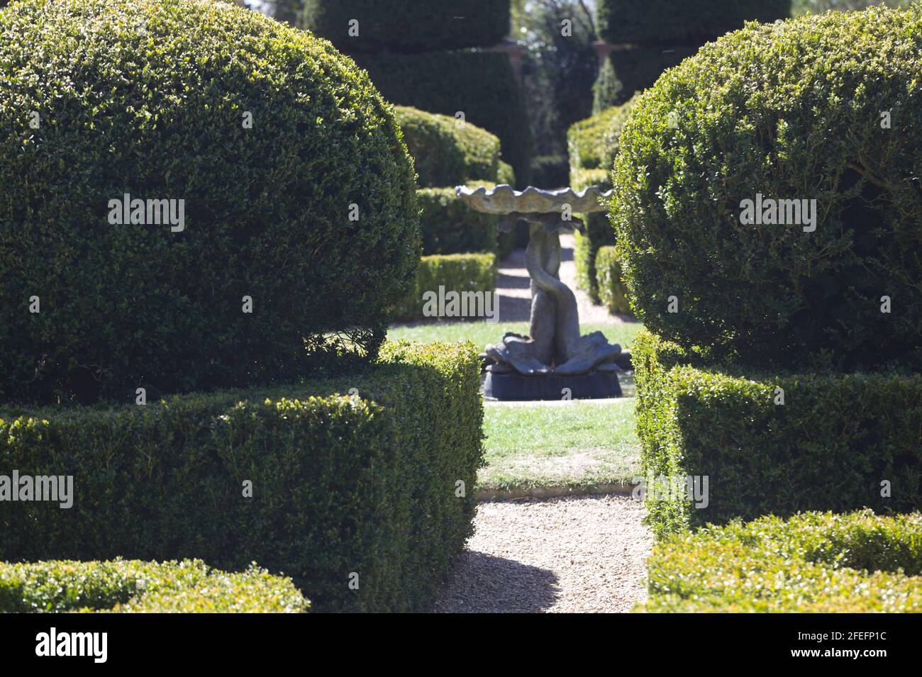 View of Stylish Yew Hedging and Topiaries leading eye down to the sculptured fountain and Victorian designed, Bridge End Gardens, Saffron Walden, Esse Stock Photo