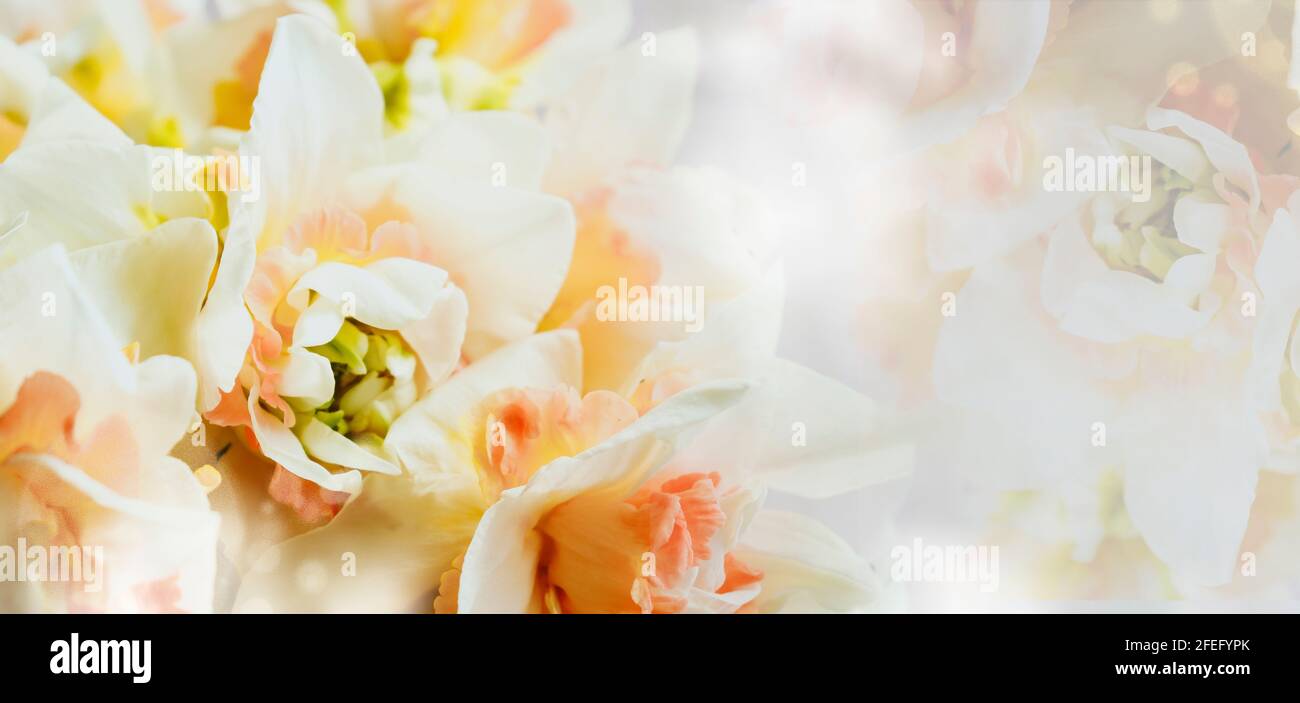 Peach colored flowers hi-res stock photography and images - Alamy