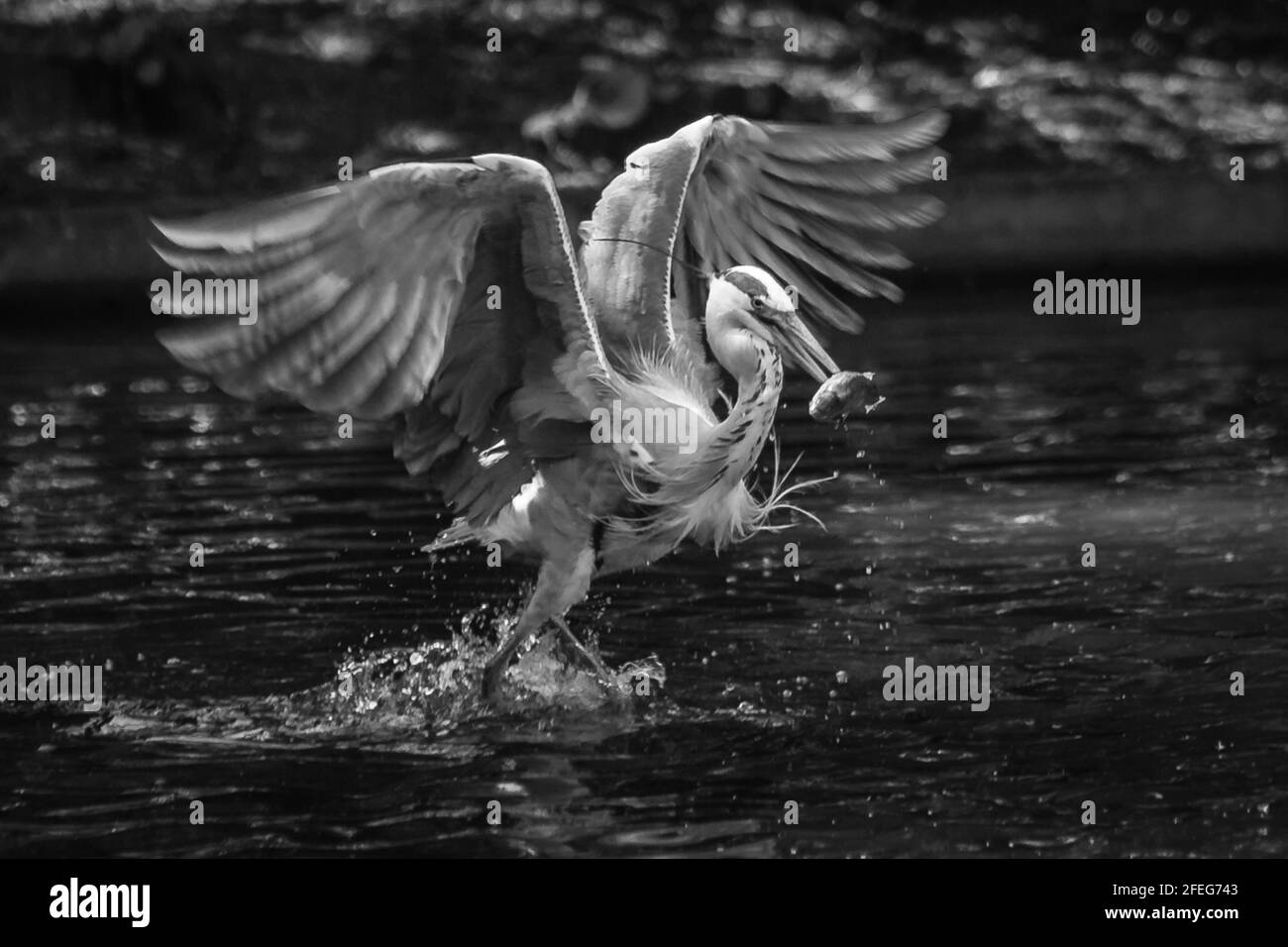 A black and white image of a heron making off with a fish in it's beak. Stock Photo