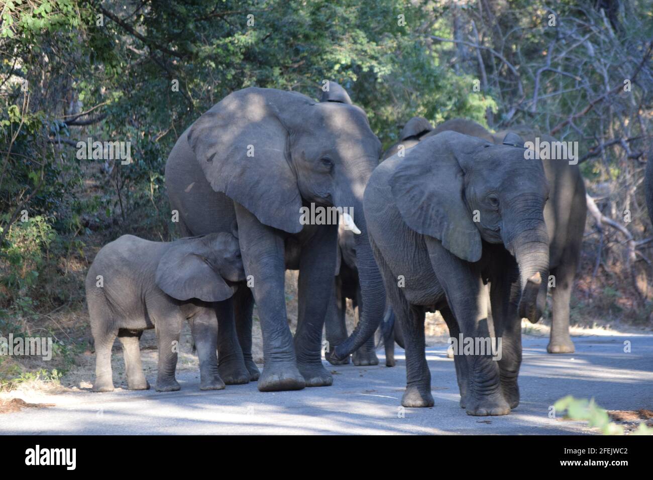 Urban Elephants Stock Photo