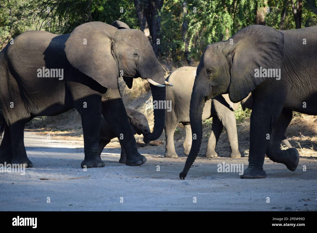 Urban Elephants Stock Photo
