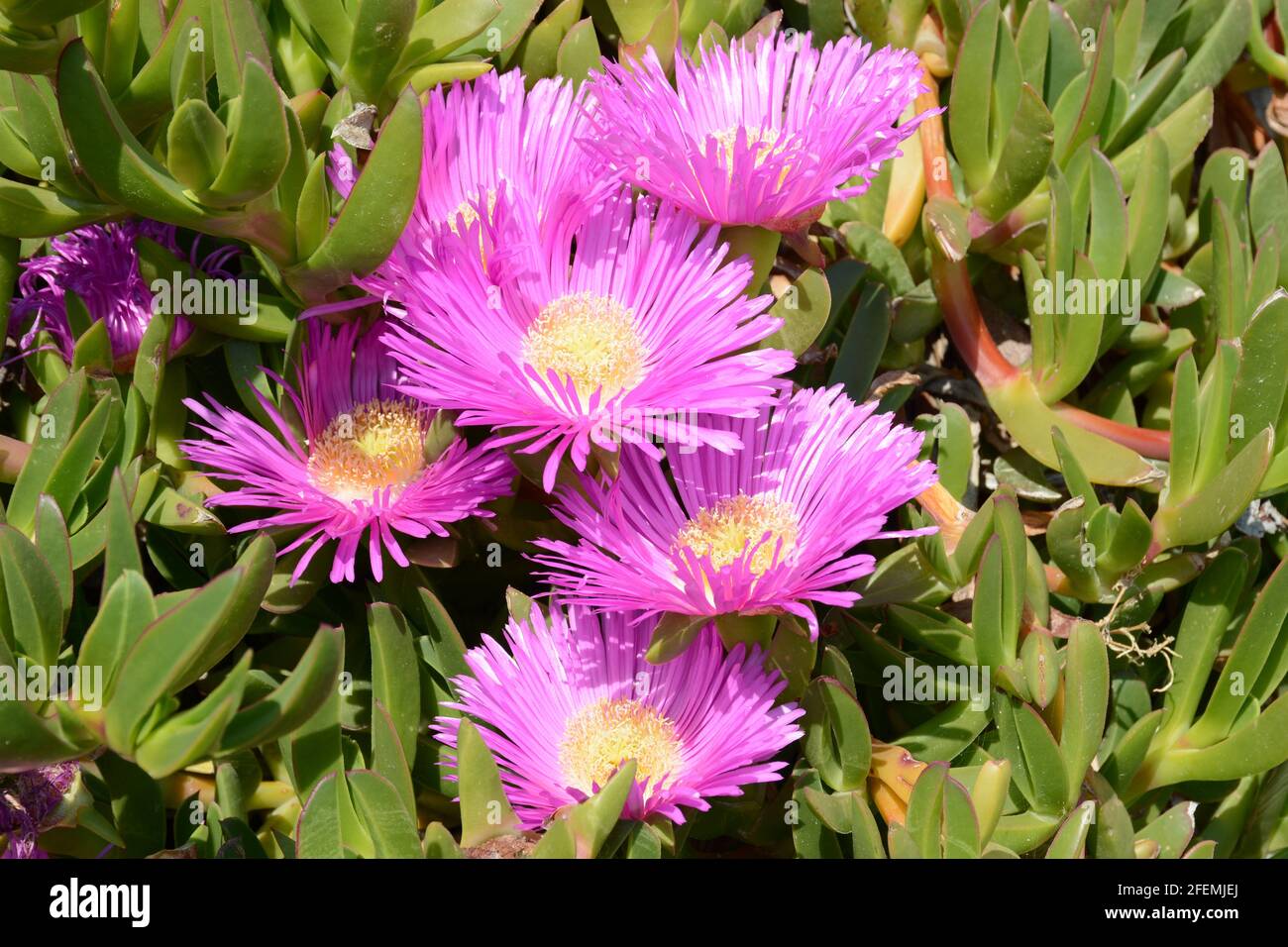 France, sud-est, The pink purple with its flesy leaves form a ddense whole with abundant qnd lasting flowering. Stock Photo
