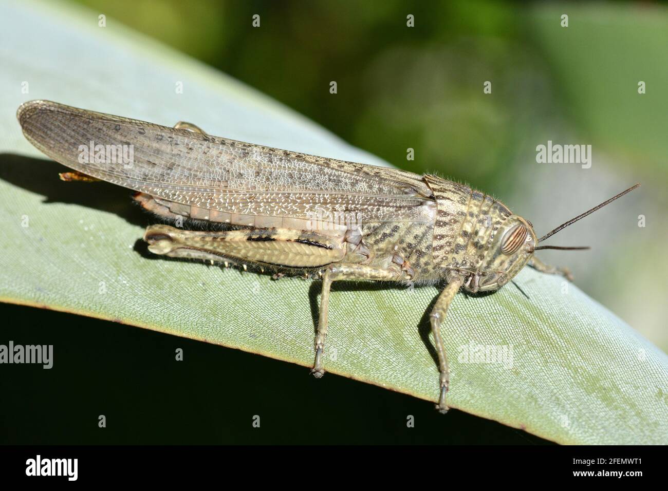 France, south-eastern,  the grasshopper move by jumping with its very muscular hind legs, it has long antennae. Stock Photo