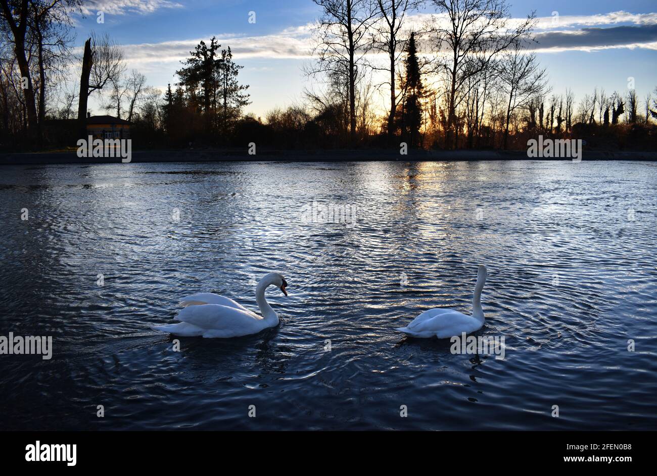 wonderful swan on the Muzza river Stock Photo - Alamy