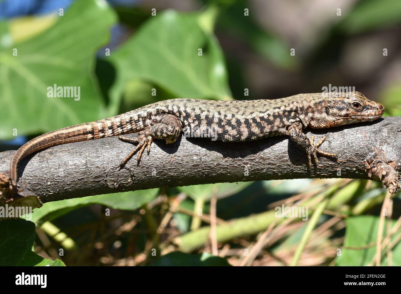 France, sud-est, the wall lizard is a reptile of about twenty centimeters with a longitudinal body and a long tail. Stock Photo