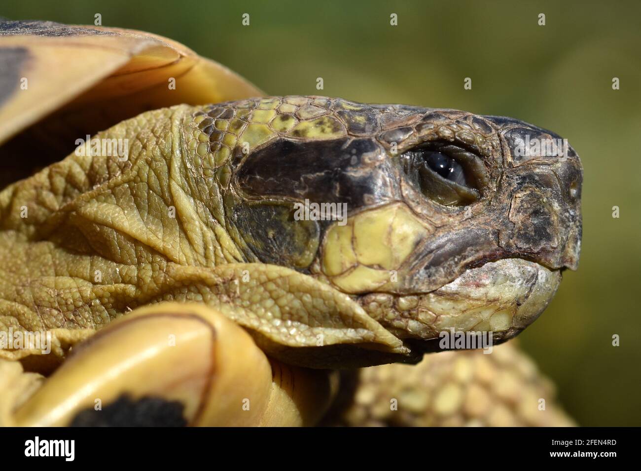 France, south-eastern, terrestrial turtle of mediterranean region, this reptile is well adapted to the climate of ths region. Stock Photo
