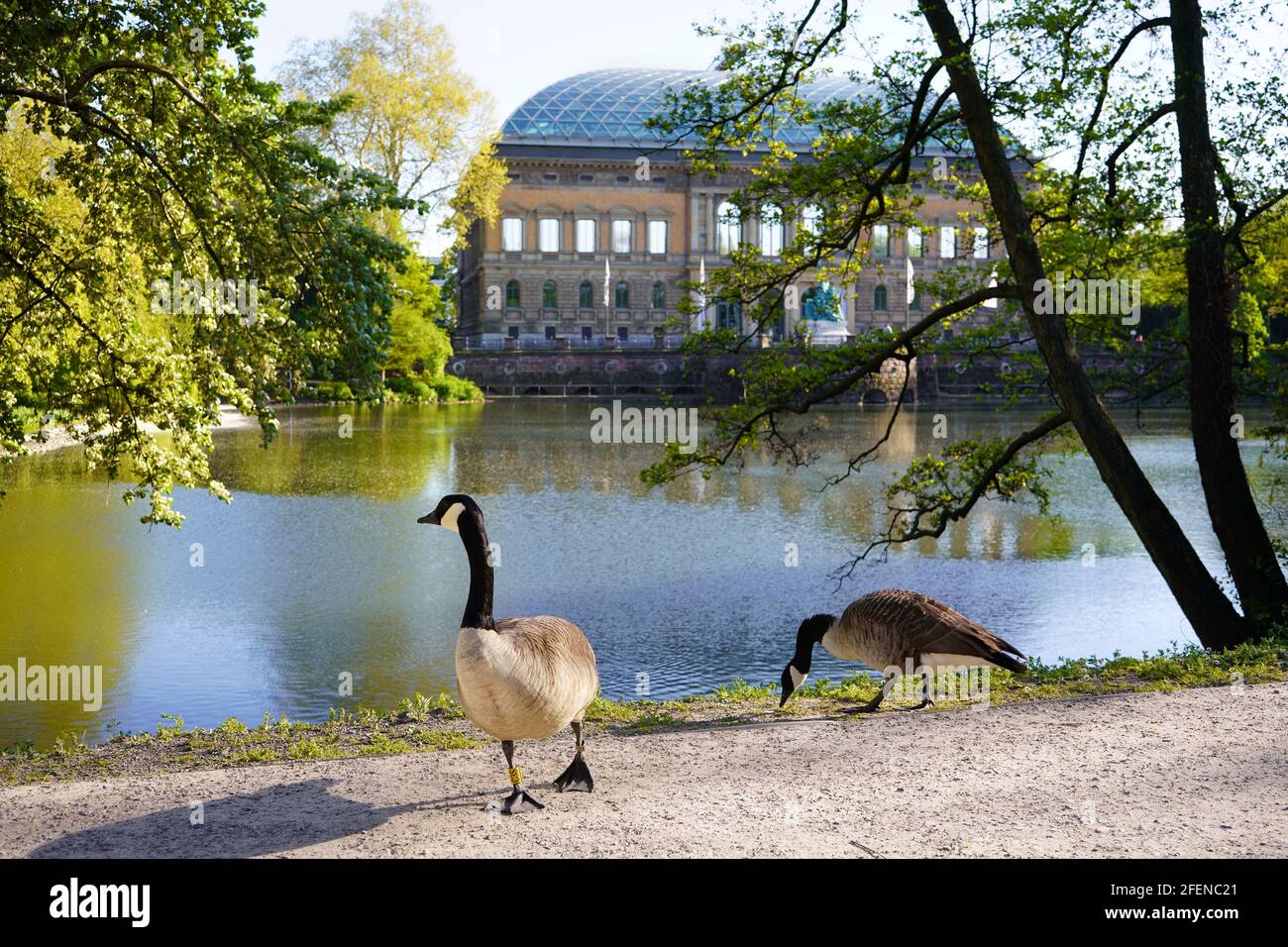 Goose in the beautiful public park 'Ständehauspark' in Düsseldorf. Historic Ständehaus building, built 1876-1880, in the background. Stock Photo