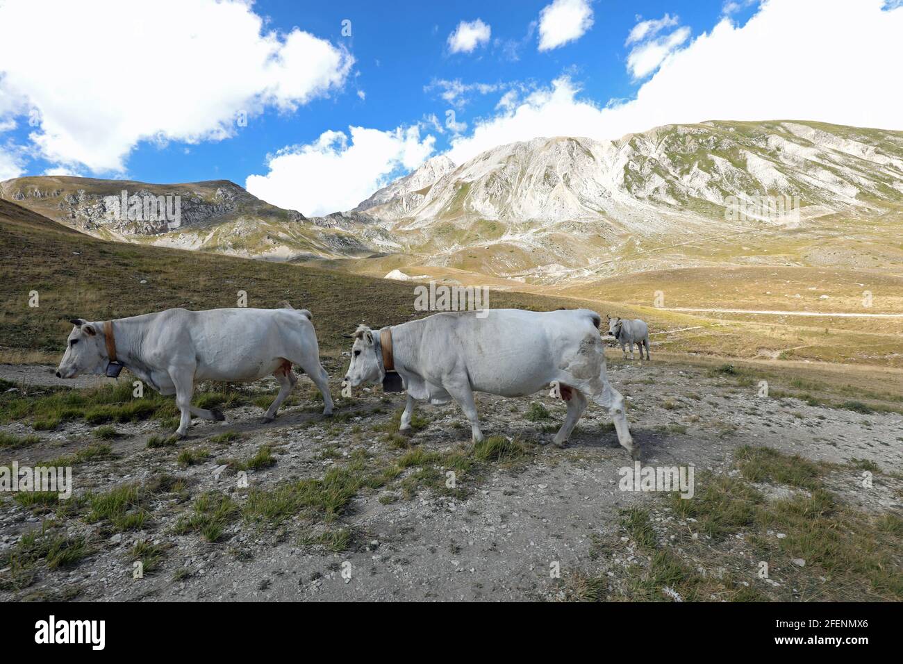Two big white cows hi-res stock photography and images - Alamy